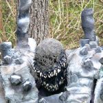 osaar_head